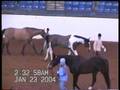 Tatonka 4' Working Hunter w/ Olin Armstrong