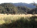 Deer Hunting on the Tussock Tops NZ