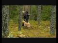 videos de Alpenglow Tally-Ho of Kelimoor MH - del 3