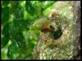 Parrots of Singapore