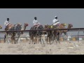 Camel races at Al Sheehaniya, Qatar