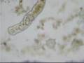 Guzano Protozoo
