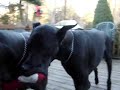 Bruno  Thor Playing
