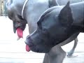Bruno  Thor Playing