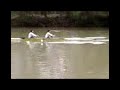 aviron