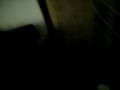 videos de Bailey pt 2 10122008