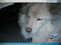 Victim kills pit bull with knife