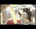 Culinair Cyprus Culinair Cyprus