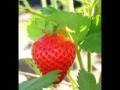 strawbrry