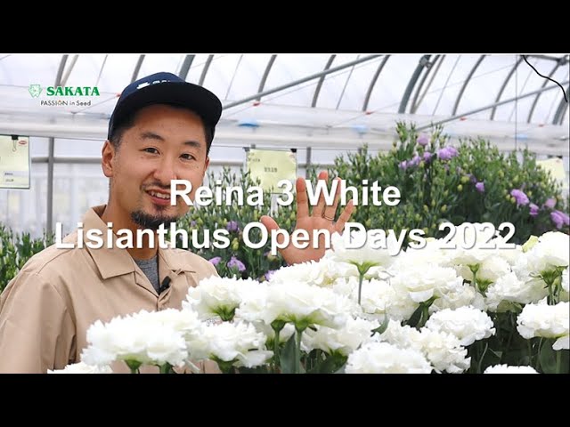 Lisianthus Reina 3 White characteristic introduction 2022/09/15