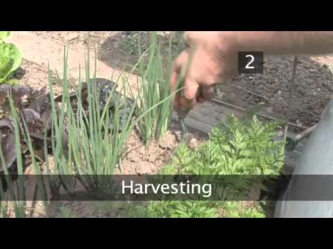 how to harvest onions uk