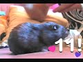 Ultra Kawaii - Hamster Nuts 4 Nuts!