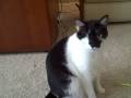 videos de squeakers,our one eyed cat