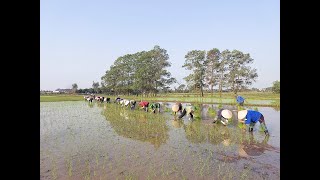 Hội Nông dân phường Nam Khê xuống đồng cấy lúa gây quỹ