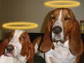 TGIF Hounds Official Video