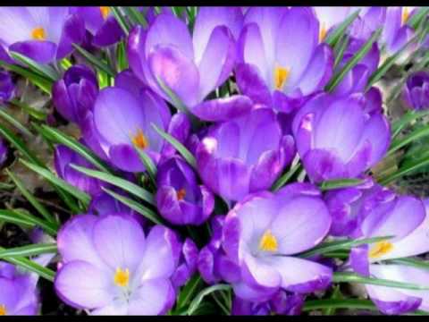 Elene janiashvili- celqi yvavilebi
