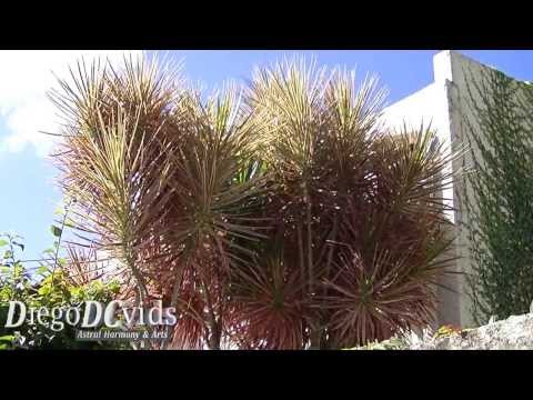 how to care for red-edged dracaena