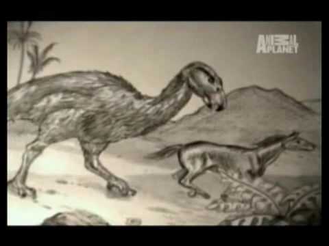 Los 10 animales mas veloces del mundo (3 de 5)