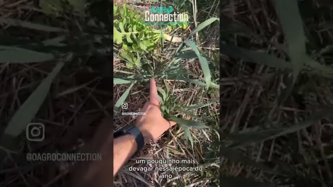 Principais Plantas de Cobertura no EUA