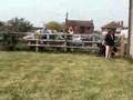 Afgano video