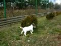 AXEL REMITAL-POLAND with parents - PARSON RUSSELL TERRIER
