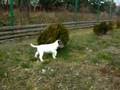 AXEL REMITAL-POLAND with parents - PARSON RUSSELL TERRIER