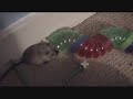 Agility Gerbil - Binki (long version)