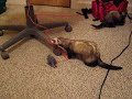 Furry Mouse, the Girls\