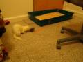 Furry Mouse, the Girls' New Toy