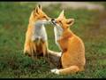 Foxes and Wolves