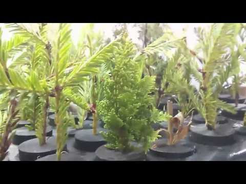 how to grow norfolk island pine from seed