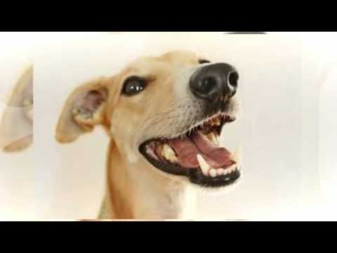 how to train whippets