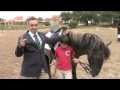 Escola Superior Agrária de Santarém participa em programa de preservação do Cavalo do Sorraia. Com apenas 200 exemplares no mundo, o cavalo da raça Sorraia é o mais ameaçado de extinção do mundo.