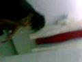 pinche cagon