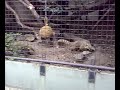 Rondjes lopen Rondjes lopen