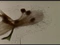 Brakhage