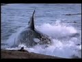 Killer Whales Hunt Sea Lions Killer Whales Hunt Sea Lions