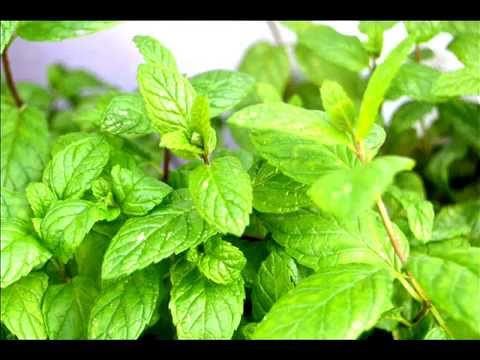 how to replant mint leaves
