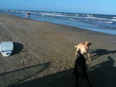 Labs Playing Fetch at Beach