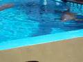 Marineland - Mallorca (focas)