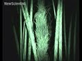 Boozy tree shrews immune from fermented fruit hangovers