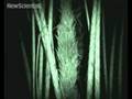 Boozy tree shrews immune from fermented fruit hangovers