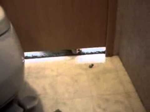 Les chats sous les portes