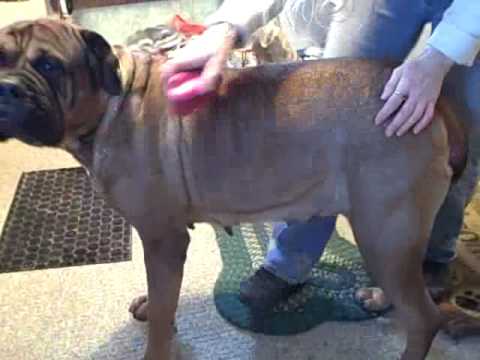 bullmastiff
