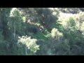Red Stag - Fallow Deer - New Zealand  Hunting Video