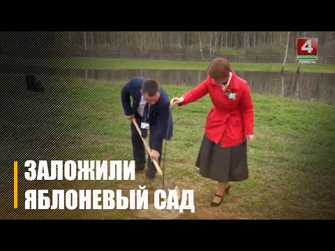 У Нараўлянскім участку Палескага радыяцыйна-экалагічнага запаведніка заклалі яблыневы сад видео