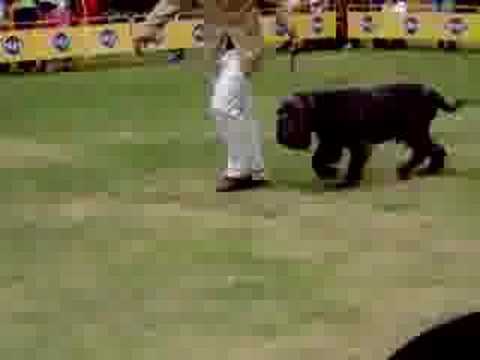 mastino napoletano