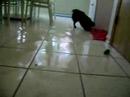 My Dog Cubby