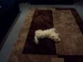PSYCHO DOG! PSYCHO DOG!