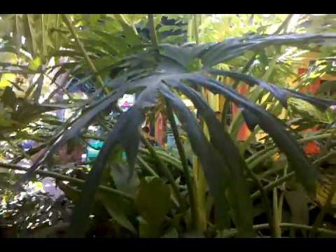 how to transplant split leaf philodendron